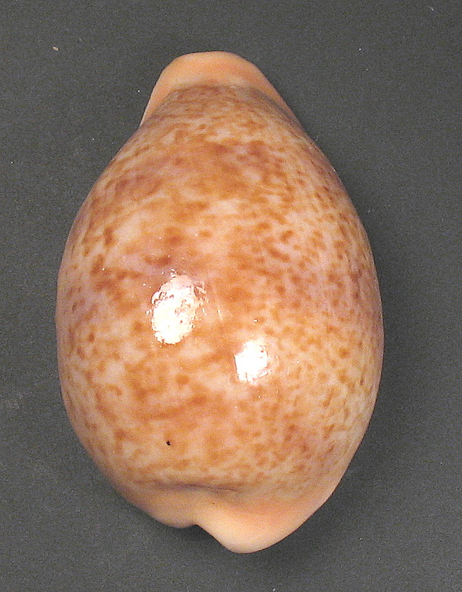 Cypraeidae del Mediterraneo